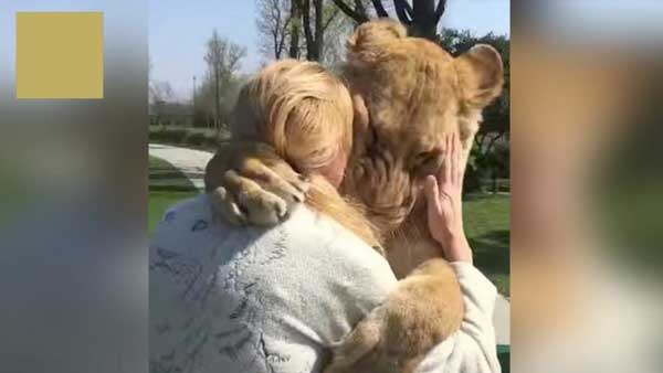 лъвове-прегръщат-жена