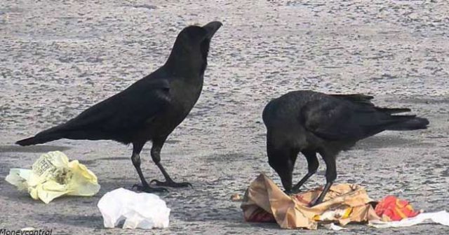 Във-френски-парк-обучили-врани-да-събират-боклука.-В-замяна-им-дават-храна