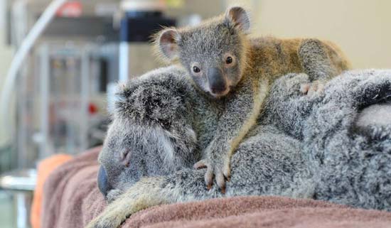 бебе коала 