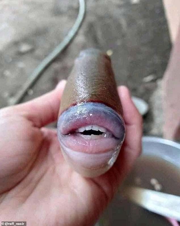 Тази риба с човешки устни и зъби разби интернет!