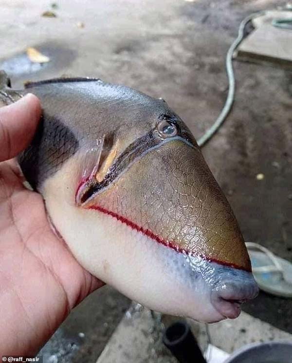 риба-с-човешки-устни