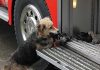 Куче спасило малките си от огъня и ги отнесло право в пожарната кола