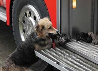 Куче спасило малките си от огъня и ги отнесло право в пожарната кола