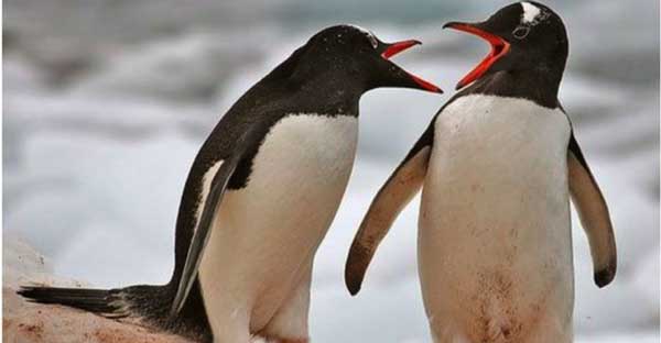 Сигурно мислите пингвините за мили и беззащитни същества А ако