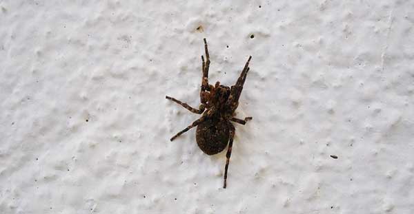 Снимка: В дома ви се е появил паяк. Ето защо не трябва да го убивате…