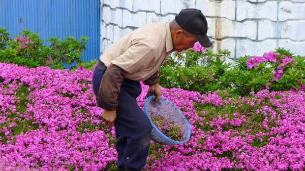 мъж-сади-цветя