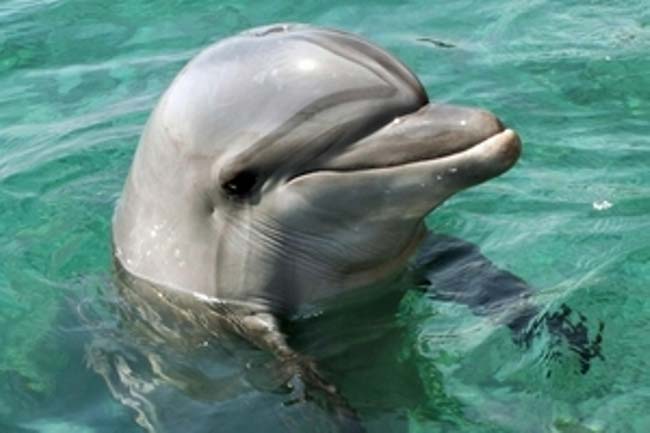 Близо до крайбрежието на Неапол малък делфин попаднал в рибарските