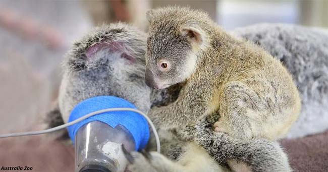 Толкова трогателно 6 месечно бебе коала на име Фантом останал с майка