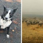 Герой!-Куче-спасило-стадо-овце-от-бушуващите-пожари-в-Австралия
