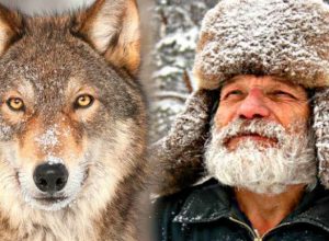 Мъж хранел гладен вълк цяла зима. След 4 години вълкът направил нещо невероятно...