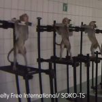 измъчвани-маймуни