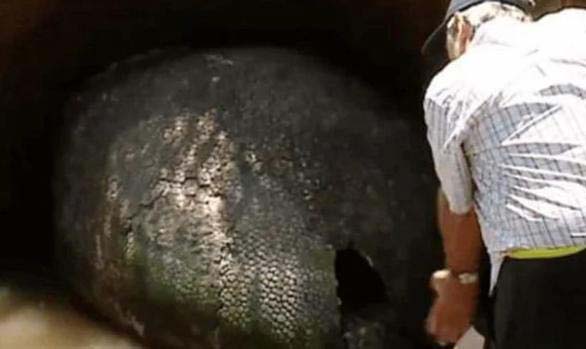 Мъжът мислел, че е намерил яйце на динозавър, но находката се оказала още по-удивителна