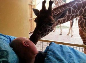 Разтърсващо! Жирафи целуват за сбогом умиращ работник на зоопарка