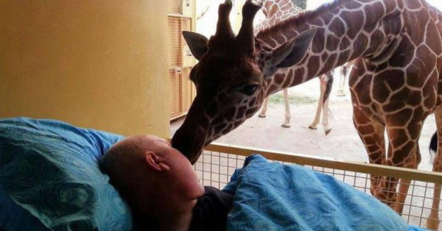 Разтърсващо! Жирафи целуват за сбогом умиращ работник на зоопарка