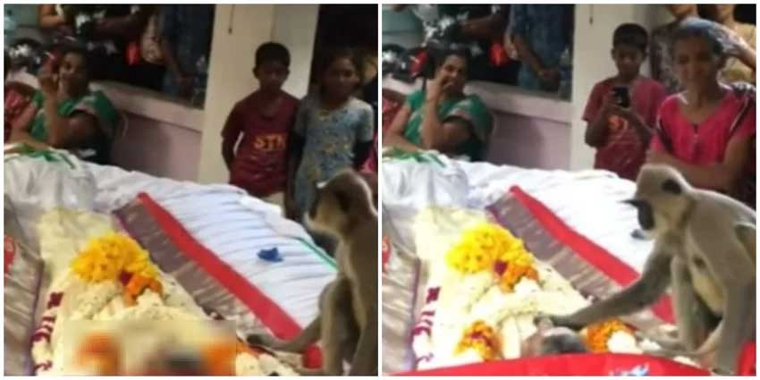 В Батикалоа Шри Ланка маймуна дошла на погребението на мъж