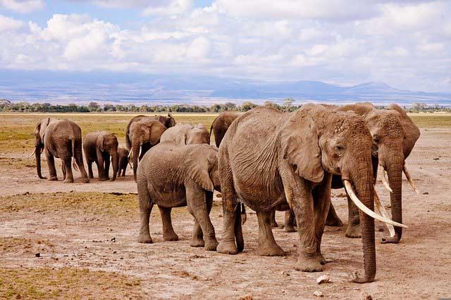 Стадо слонове се появило в село близо до индийския град