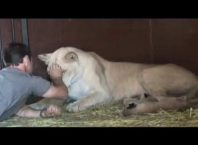 Лъвица поверява на човек лъвчетата си, родени преди седмица (видео)