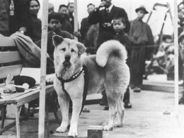 На 11 януари в Япония честват Ден на кучето - в чест на Хачико