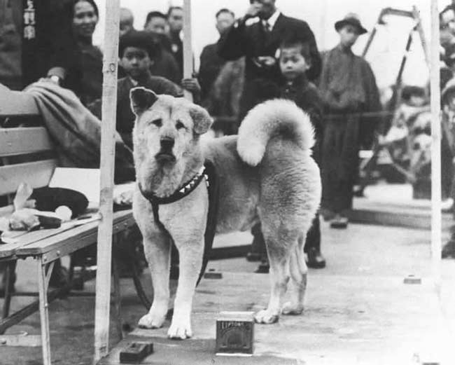 На 11 януари в Япония отбелязват Деня на кучетата в