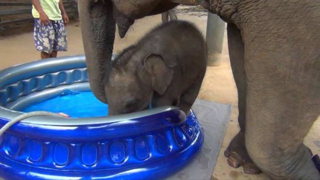 Първото къпане на малко слонче ще оправи деня ви (видео)