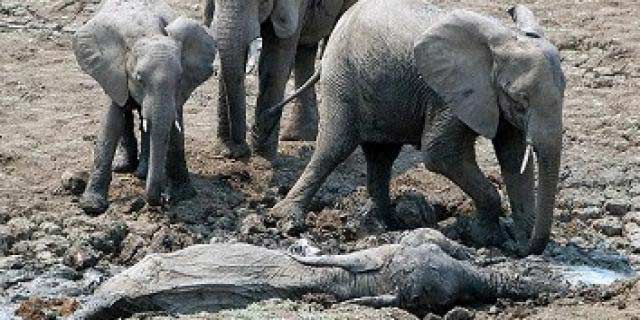 Слоновете са единствените животни, които имат погребален ритуал