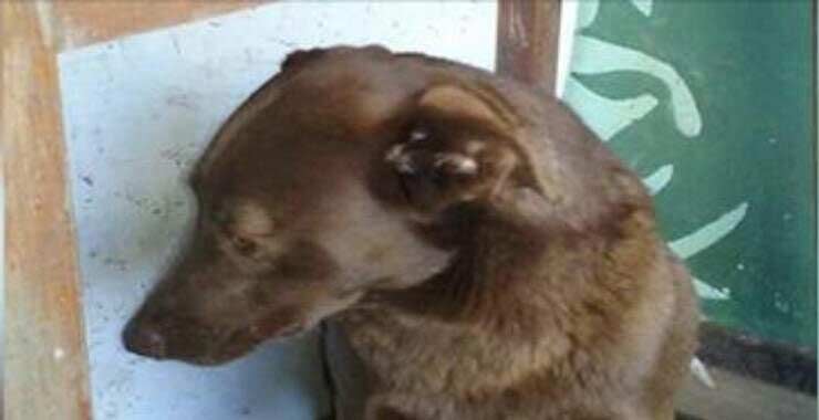 Тъжно куче седяло 2 години в приют докато изведнъж усетило