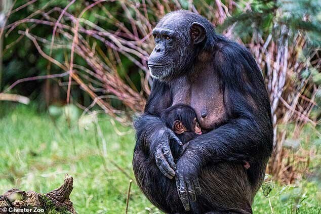 В Англия се роди шимпанзе, чийто вид е застрашен от изчезване (видео)