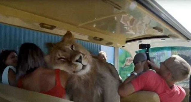 В търсене на прегръдки и внимание лъв се качил в автобус, пълен с хора (видео)