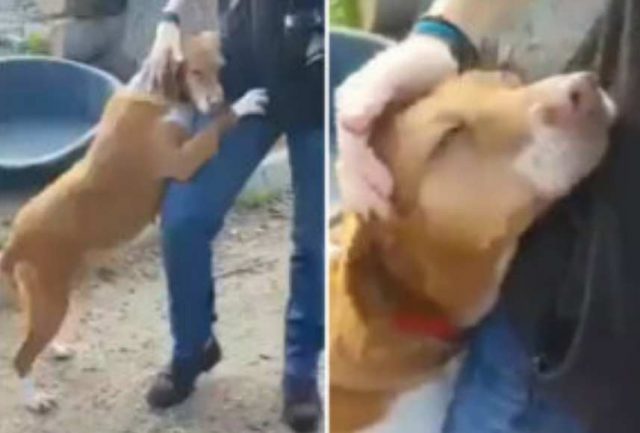 Куче от приют започнало да прегръща случаен посетител, накрая мъжът го взел (видео)