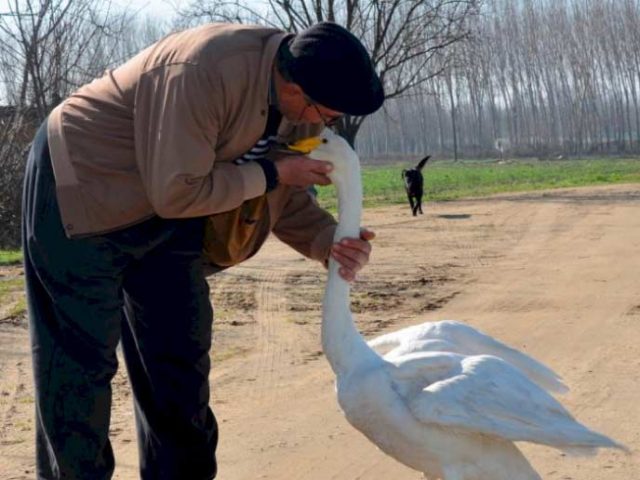 Лебед вече 37 години не изоставя човека, който го е спасил (видео)