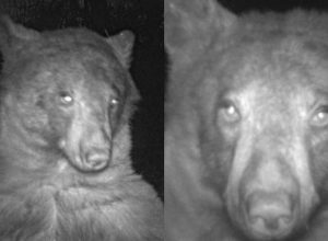 Любопитен мечок си направи 400 селфита с камера в гората (видео)