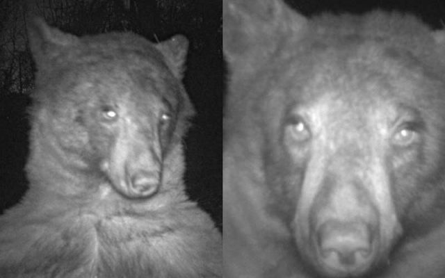 Любопитен мечок си направи 400 селфита с камера в гората (видео)