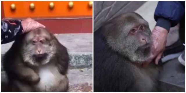 Изоставена циркова маймуна с една лапа намери подслон при монаси (видео)