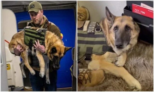Последният полет на вярното куче Кая, спасило живота на ветеран от войната (видео)