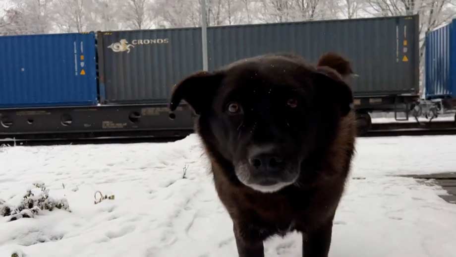 В беларуското село Клиповщина живее куче, превърнало се в образец