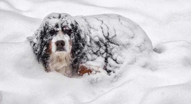 Предано куче спасило дете от гибел в снежна буря