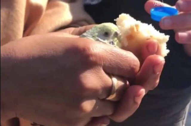 Момче, извадено от отломките в Турция, държало 55 часа папагала си в ръце (видео)