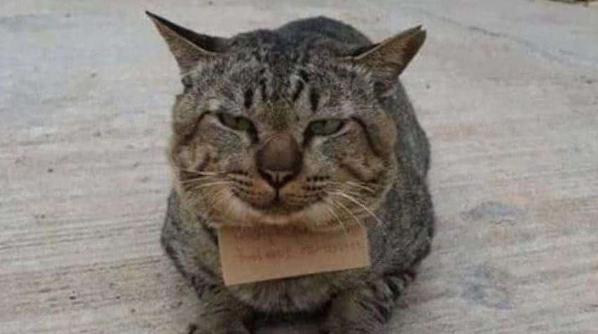 Снимка: Котка изчезнала за три дни, а когато се върнала на врата й имало бележка…