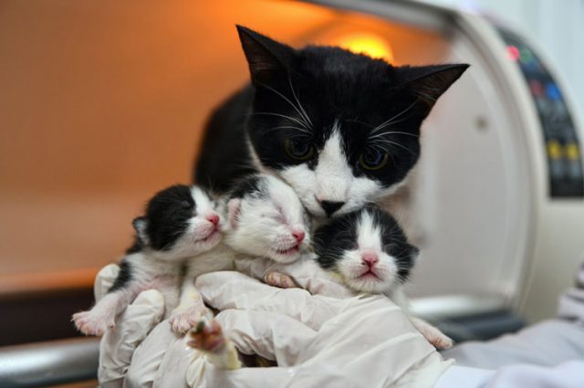 Kотка, спасена от руините в Турция, родила 3 котенца с помощта на ветеринари