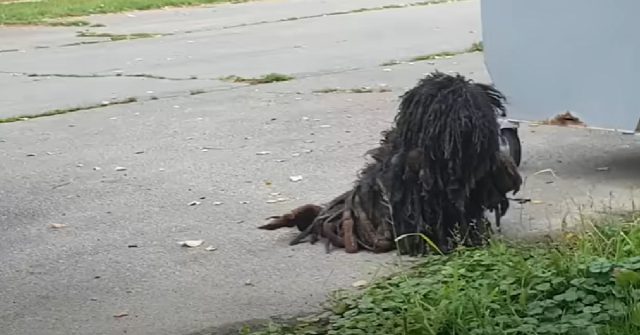 Козината на улично куче била толкова занемарена, че го бъркали с храст (видео)