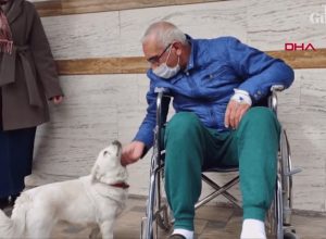 Куче прекарва дни наред пред болницата, за да чака стопанина си (видео)