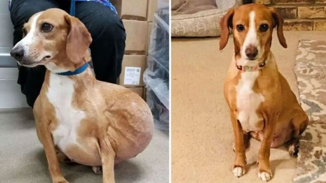Куче с масивен тумор получило втори шанс за живот