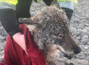 Мъже спасили куче от ледената река (всъщност, не било точно куче)
