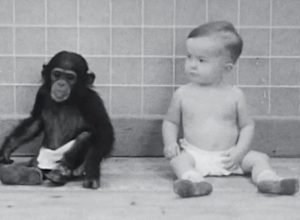 Синът му израства с бебе шимпанзе: експериментът на Уинтроп Келог (видео)