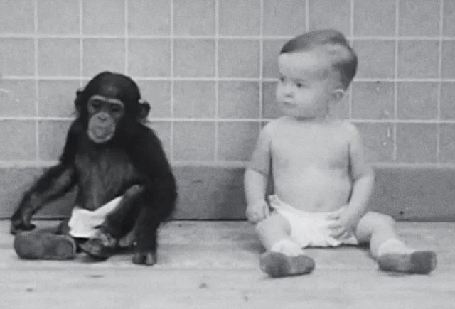 Снимка: Синът му израства с бебе шимпанзе: спорният експеримент на учен (видео)