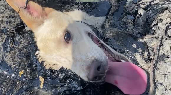 Спасяването на куче, залепнало в разтопен асфалт (видео)