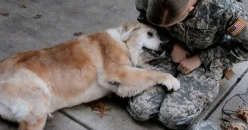 Кучетата са наши незаменими приятели Тази жена войник е израснала