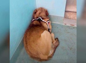 Уплашено куче се криело в ъгъла, докато не дошла сродната му душа (видео)