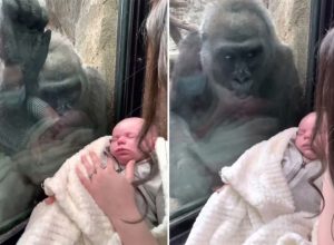 В зоопарка майка показва бебето си на горила. Реакцията на животното трогва (видео)