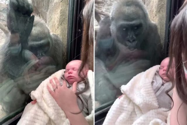 В зоопарка майка показва бебето си на горила. Реакцията на животното трогва (видео)
